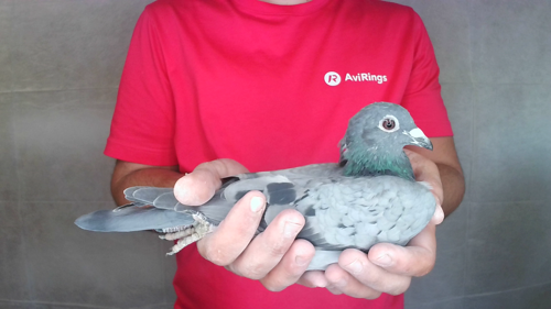 Pigeon image