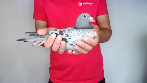 Pigeon image