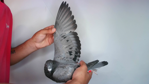 Pigeon image