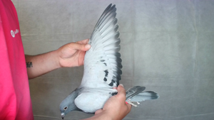 Pigeon image