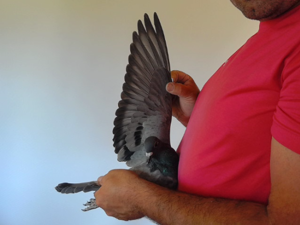 Pigeon image