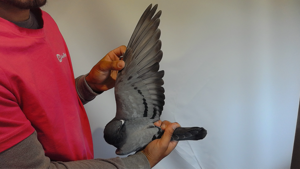 Pigeon image