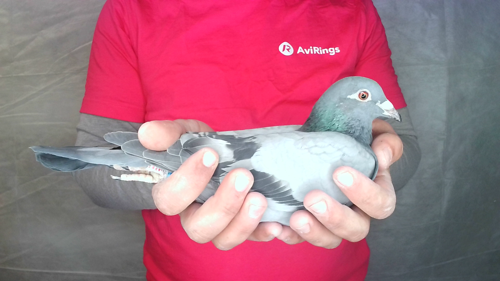 Pigeon image