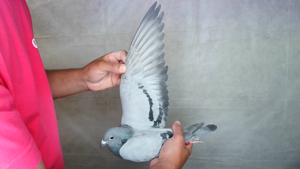 Pigeon image