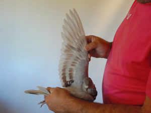 Pigeon image