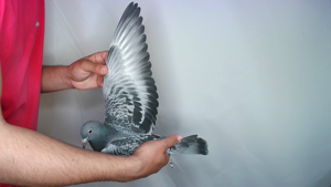 Pigeon image