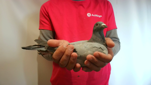 Pigeon image