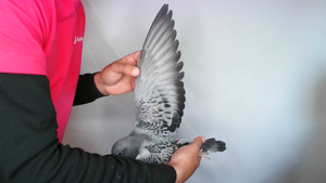 Pigeon image