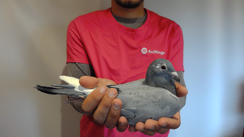 Pigeon image