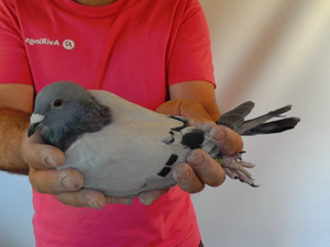 Pigeon image