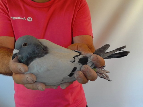 Pigeon image