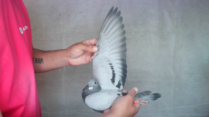 Pigeon image