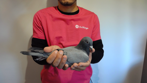 Pigeon image