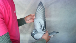 Pigeon image