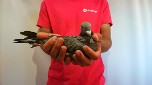 Pigeon image