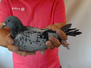 Pigeon image