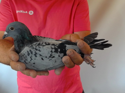 Pigeon image