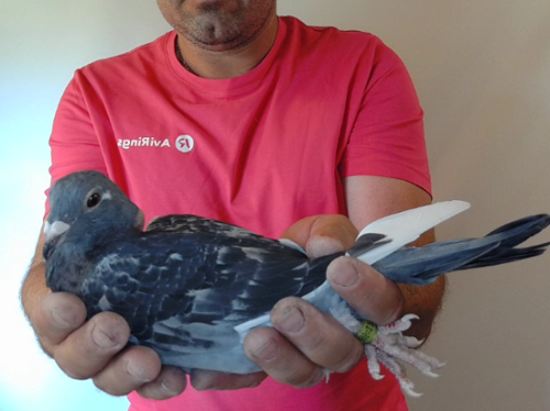 Pigeon image