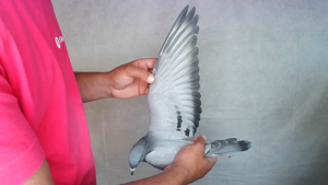 Pigeon image