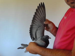 Pigeon image