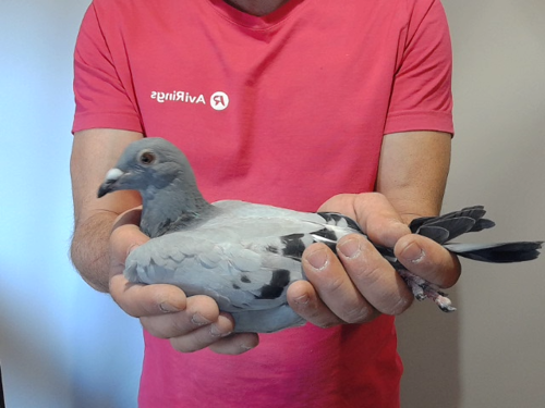 Pigeon image