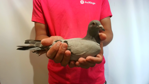 Pigeon image