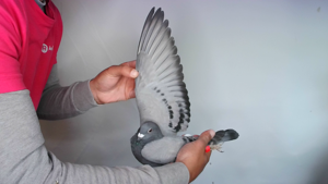 Pigeon image