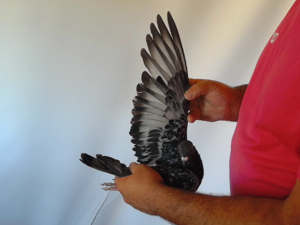 Pigeon image
