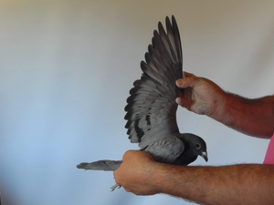 Pigeon image