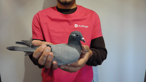 Pigeon image