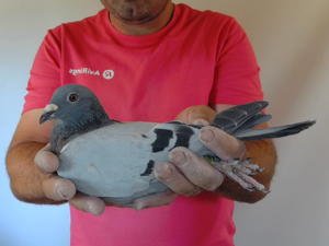 Pigeon image