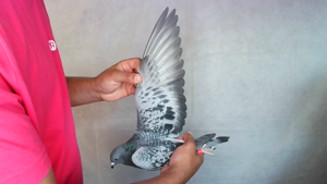 Pigeon image