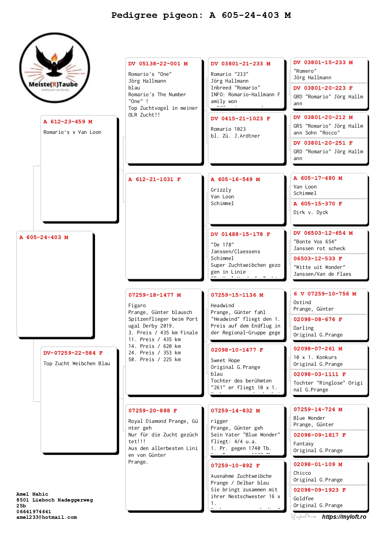 Pigeon pedigree image