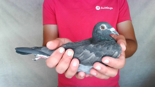Pigeon image