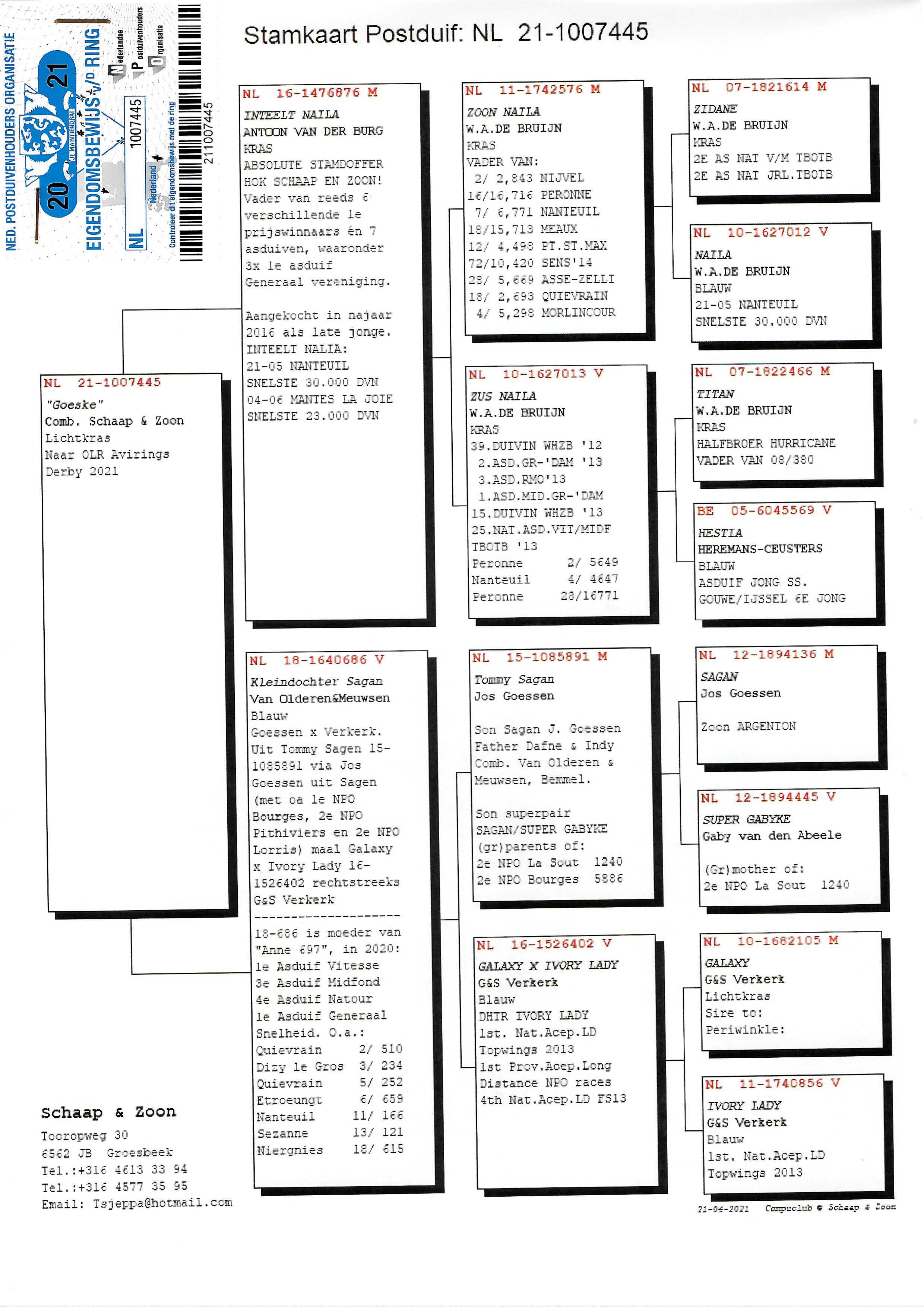 Pigeon pedigree image
