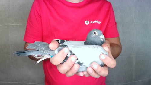 Pigeon image