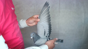 Pigeon image