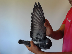 Pigeon image