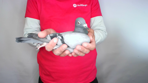 Pigeon image