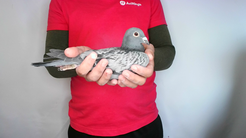 Pigeon image