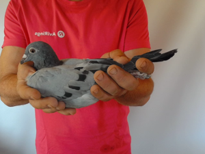 Pigeon image