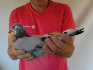 Pigeon image