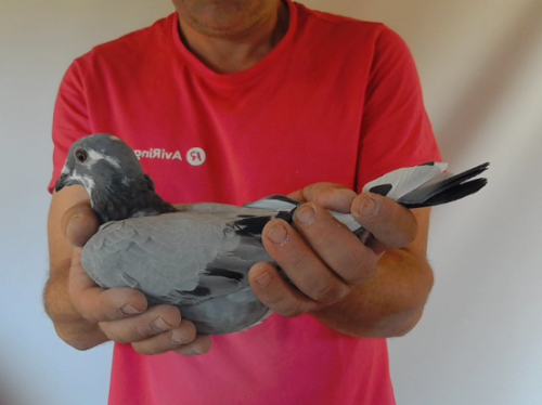 Pigeon image