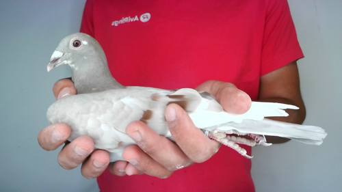 Pigeon image