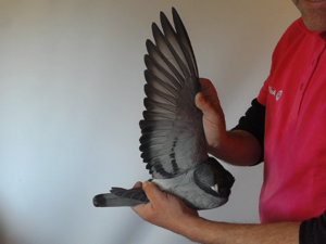 Pigeon image