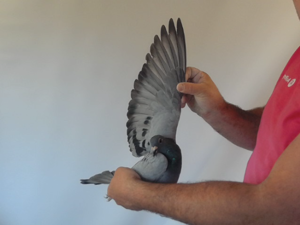 Pigeon image