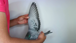 Pigeon image