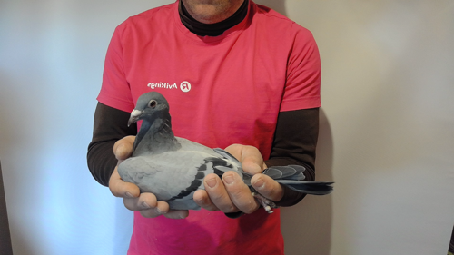 Pigeon image