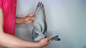 Pigeon image