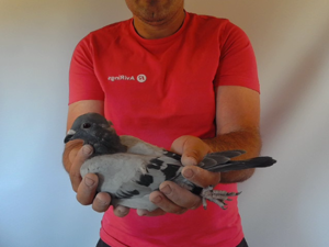 Pigeon image